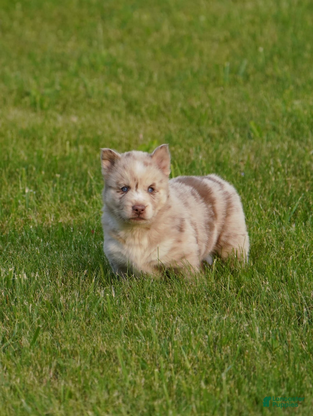 Gerberian Shepsky dogs for sale: Max - Image 3