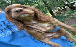 Cocker Spaniel dogs for sale: Monty - Image 1