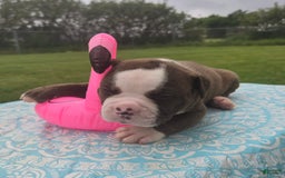 American Bulldog dogs for sale: Harry - Image 2
