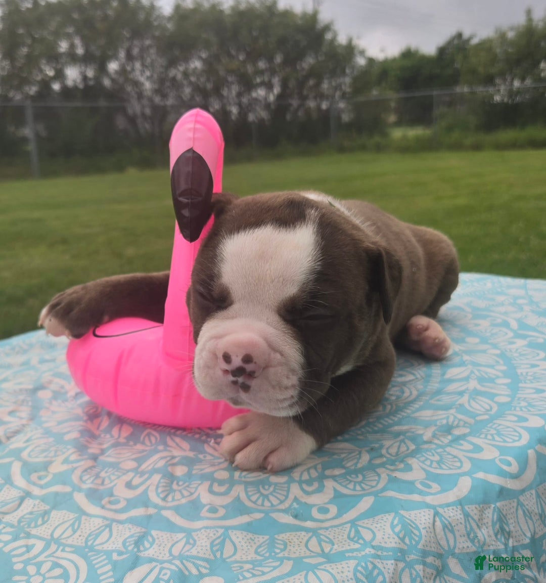 American Bulldog dogs for sale: Harry - Image 2