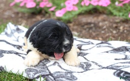 Newfoundland dogs for sale: Pearl - Image 3