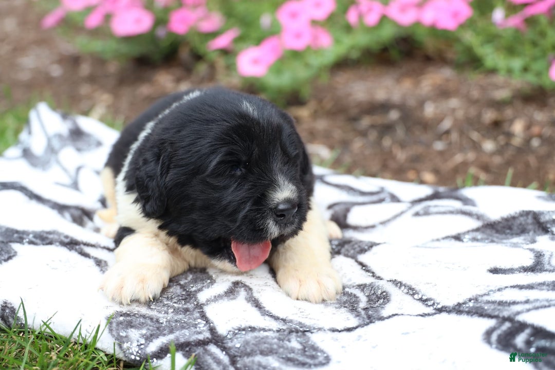 Newfoundland dogs for sale: Pearl - Image 3