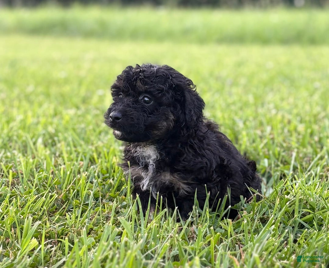 Aussiedoodle dogs for sale: Richie - Image 3