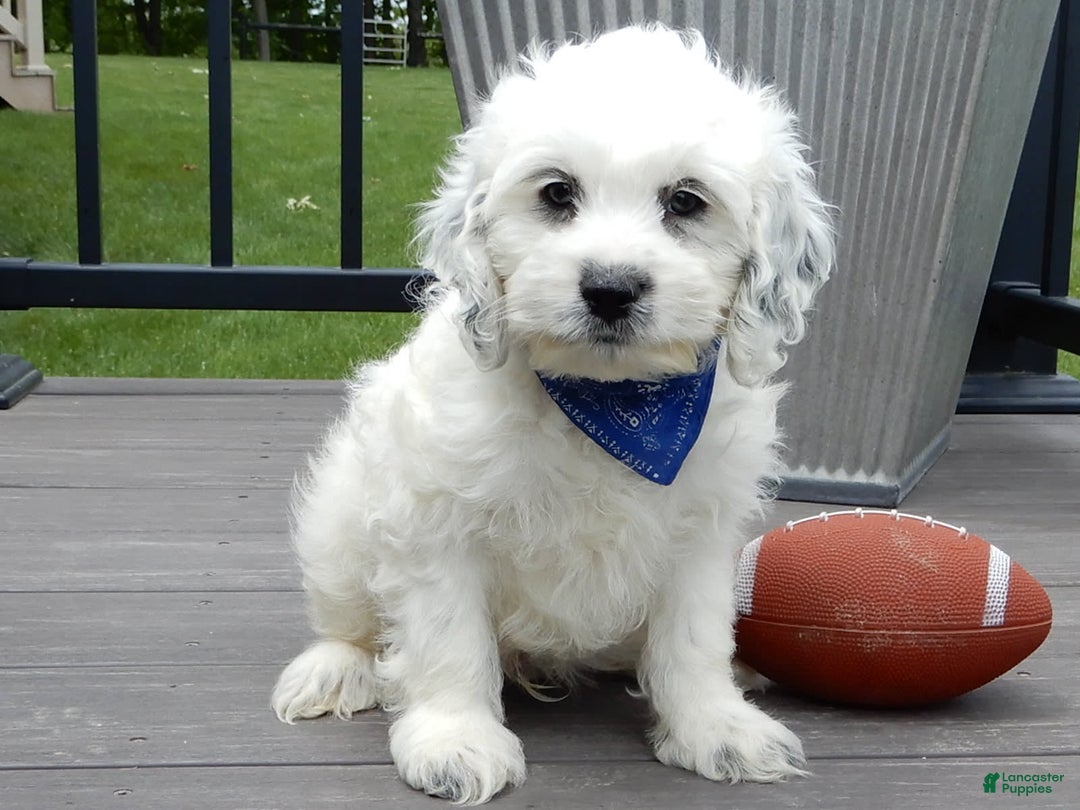Cockapoo dogs for sale: Boomer - Image 15