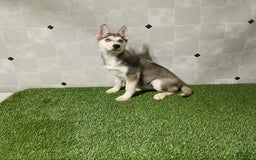 Siberian Husky dogs for sale: Lexy - Image 10
