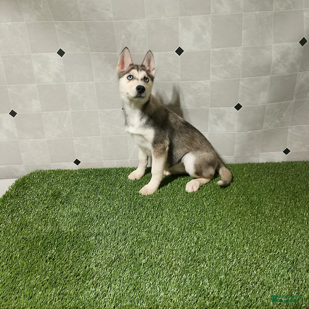 Siberian Husky dogs for sale: Lexy - Image 10