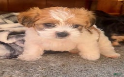 Shorkie dogs for sale: Opie - Image 3