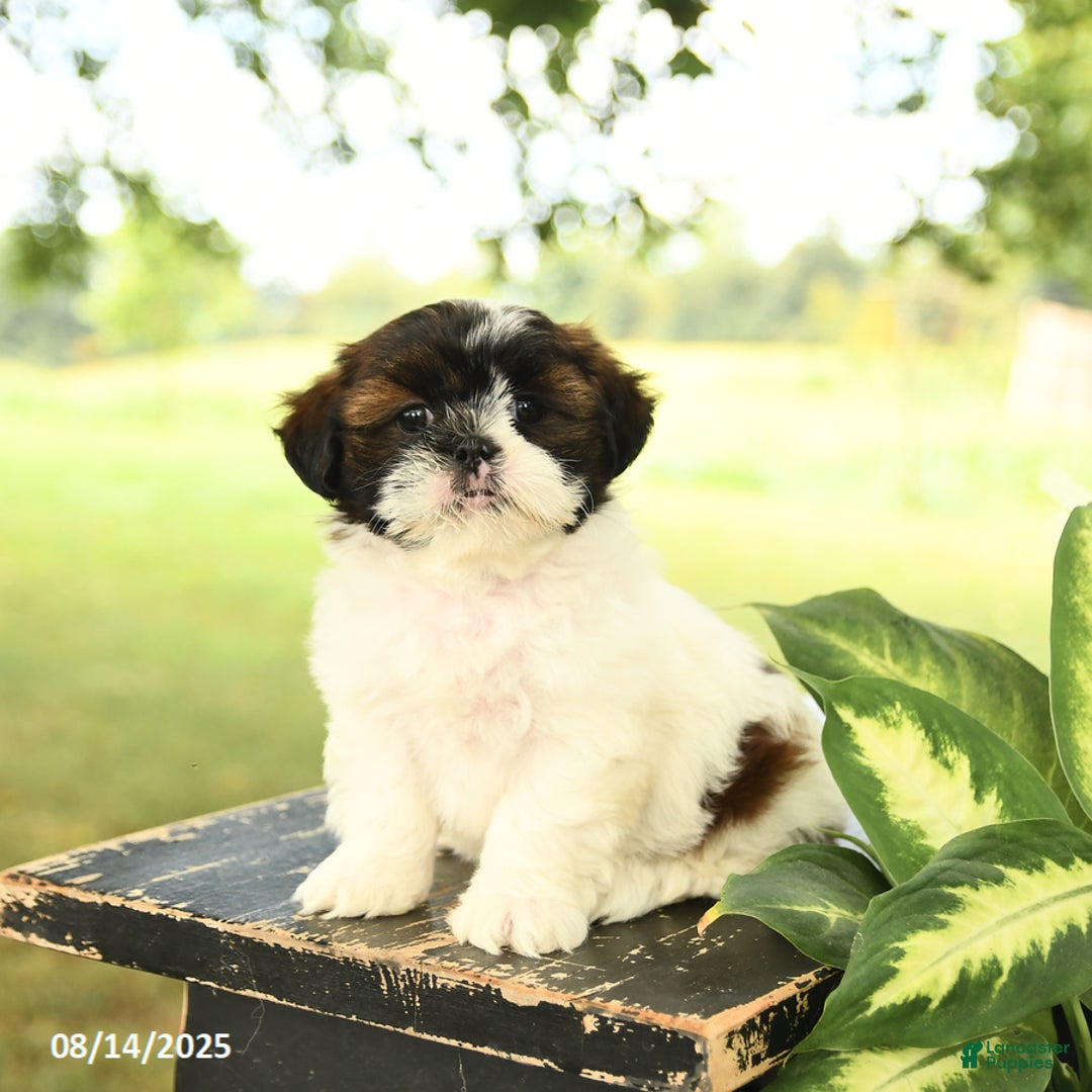 Shih Tzu dogs for sale: Lucy - Image 3