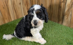Cavapoo dogs for sale: Missy Boy 2 - Image 19