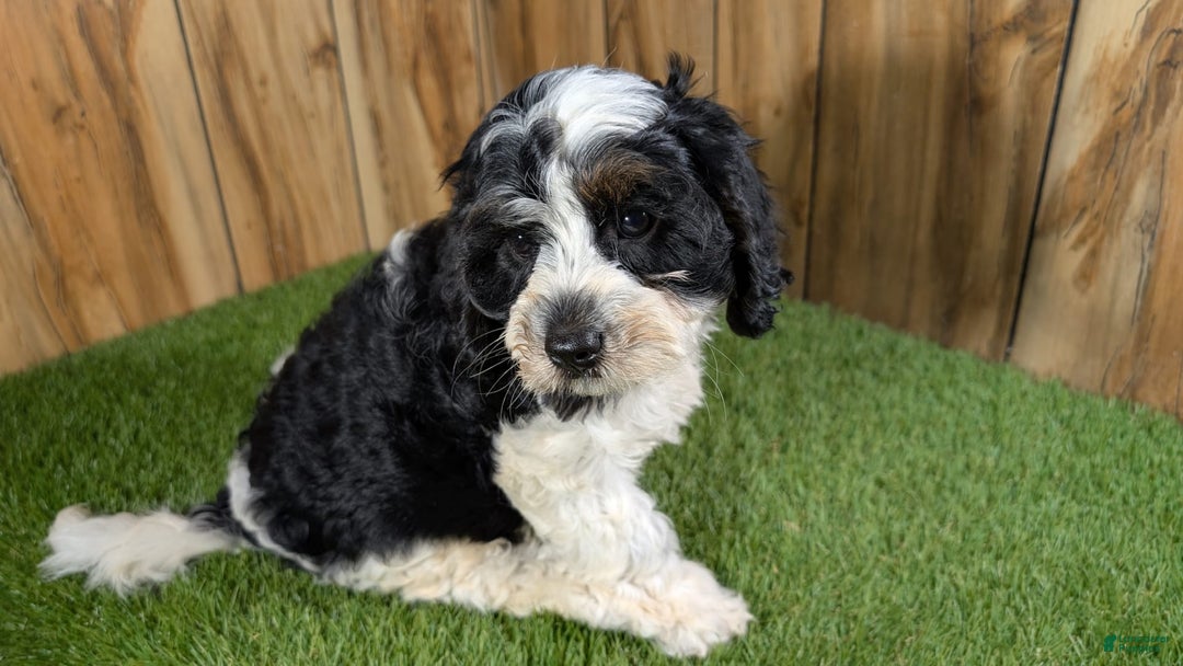 Cavapoo dogs for sale: Missy Boy 2 - Image 19