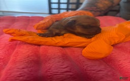 Dachshund dogs for sale: Hank - Image 1