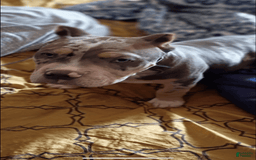 American Bully dogs for sale: Murrel - Image 5