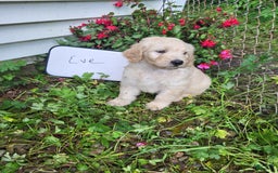 Goldendoodle dogs for sale: Eve - Image 2