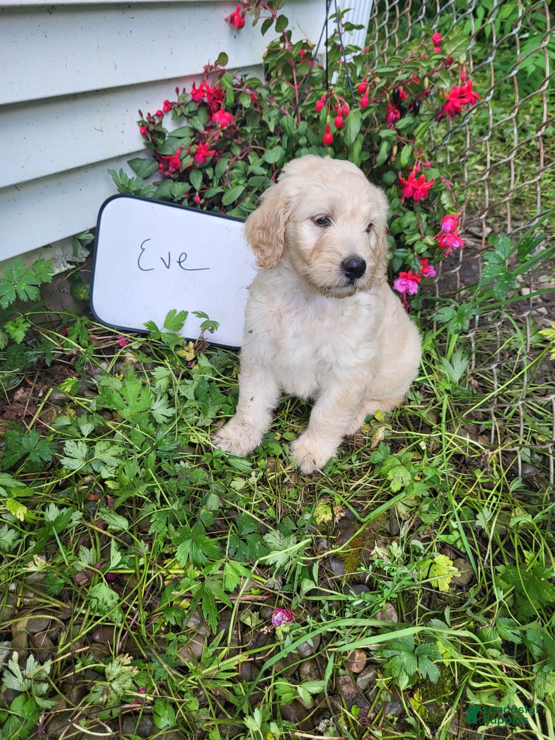 Goldendoodle dogs for sale: Eve - Image 2