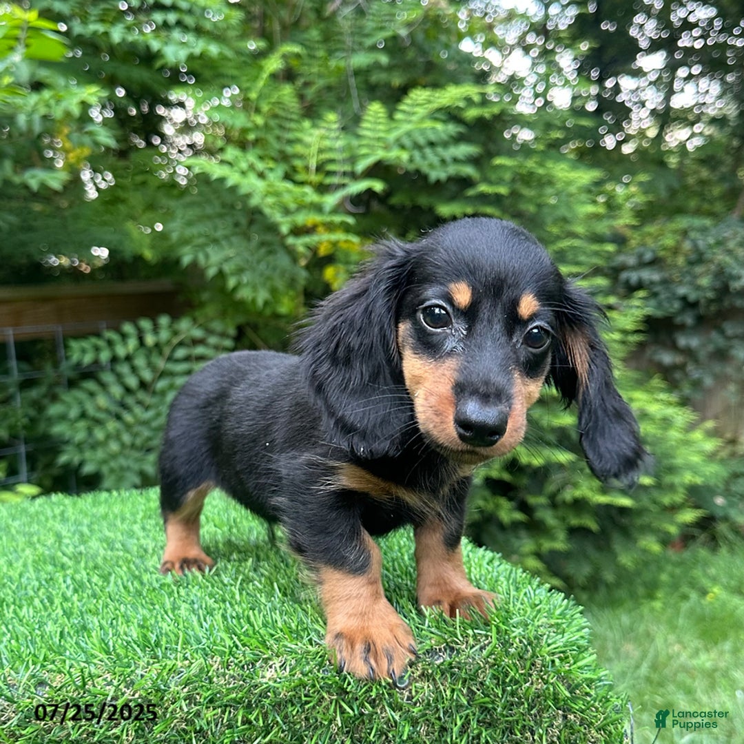 Miniature Dachshund dogs for sale: Jess - Image 2