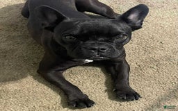 French Bulldog dogs for sale: Queen - Image 1