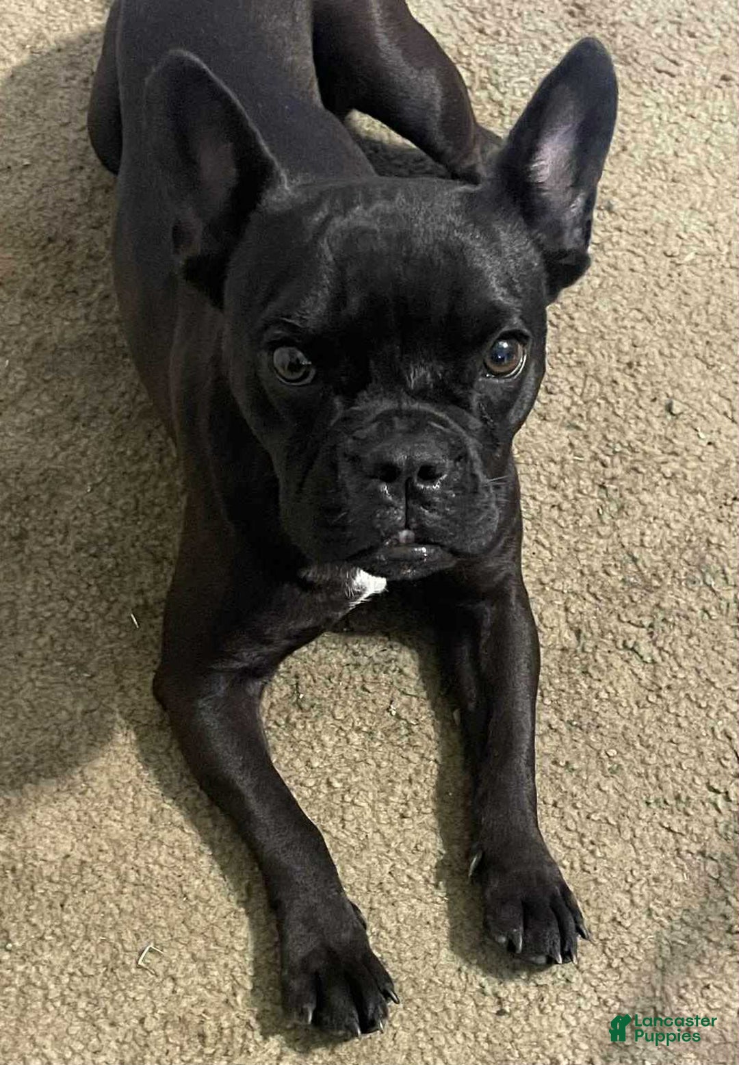 French Bulldog dogs for sale: Queen - Image 1