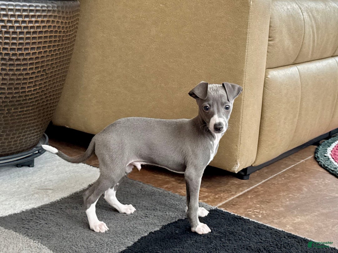 Italian Greyhound dogs for sale: Donny - Image 3