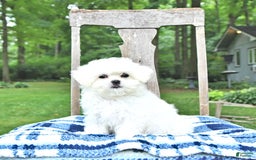 Maltese dogs for sale: Kobey - Image 8