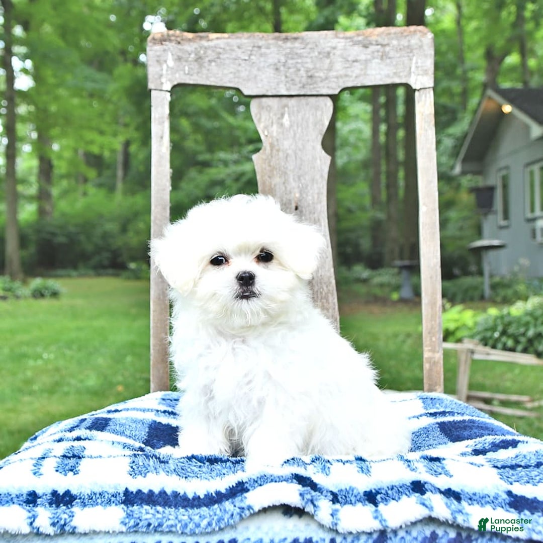 Maltese dogs for sale: Kobey - Image 8
