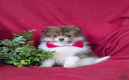 Pomeranian dogs for sale: Pearson Small - Image 1