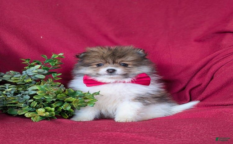 Pomeranian dogs for sale - Ad 5