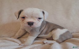 Olde English Bulldogge dogs for sale: Olde English Bulldogge 4 puppies - Image 1