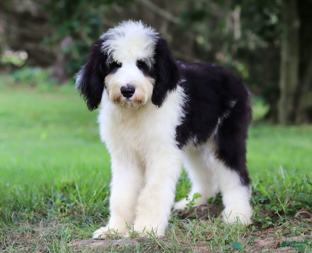 Sheepadoodle dogs for sale: Everett - Image 4