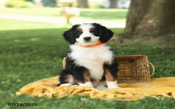 Bernedoodle dogs for sale: Pepper - Image 9