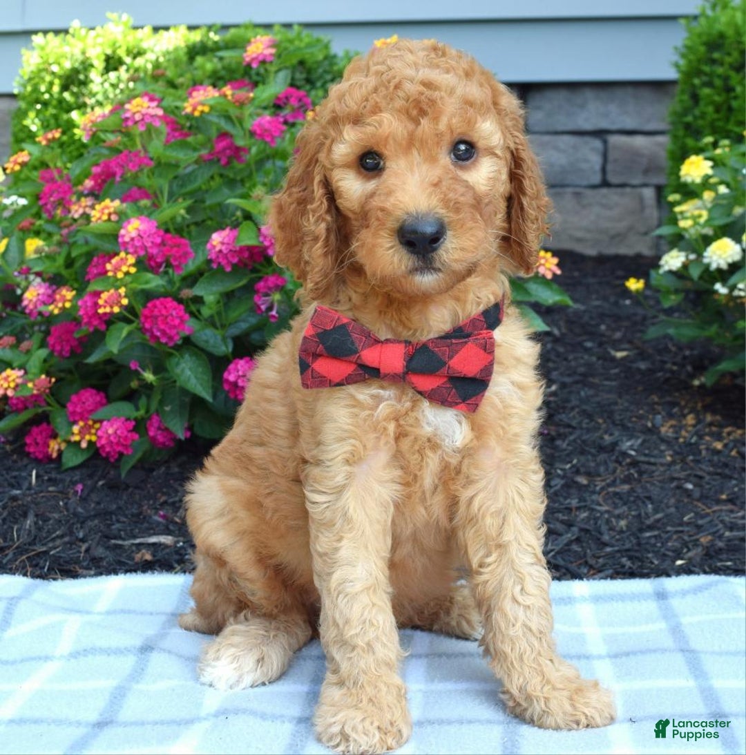 Standard Poodle dogs for sale: Diesel - Image 2