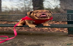 English Bulldog dogs for sale: Girl 1 - Image 4