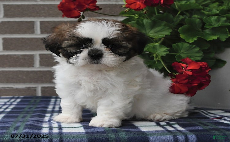Shih Tzu dogs for sale - Ad 5