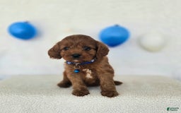Cavapoo dogs for sale: Bruce - Image 6