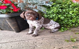German Shorthaired Pointer dogs for sale: Oakley - Image 2
