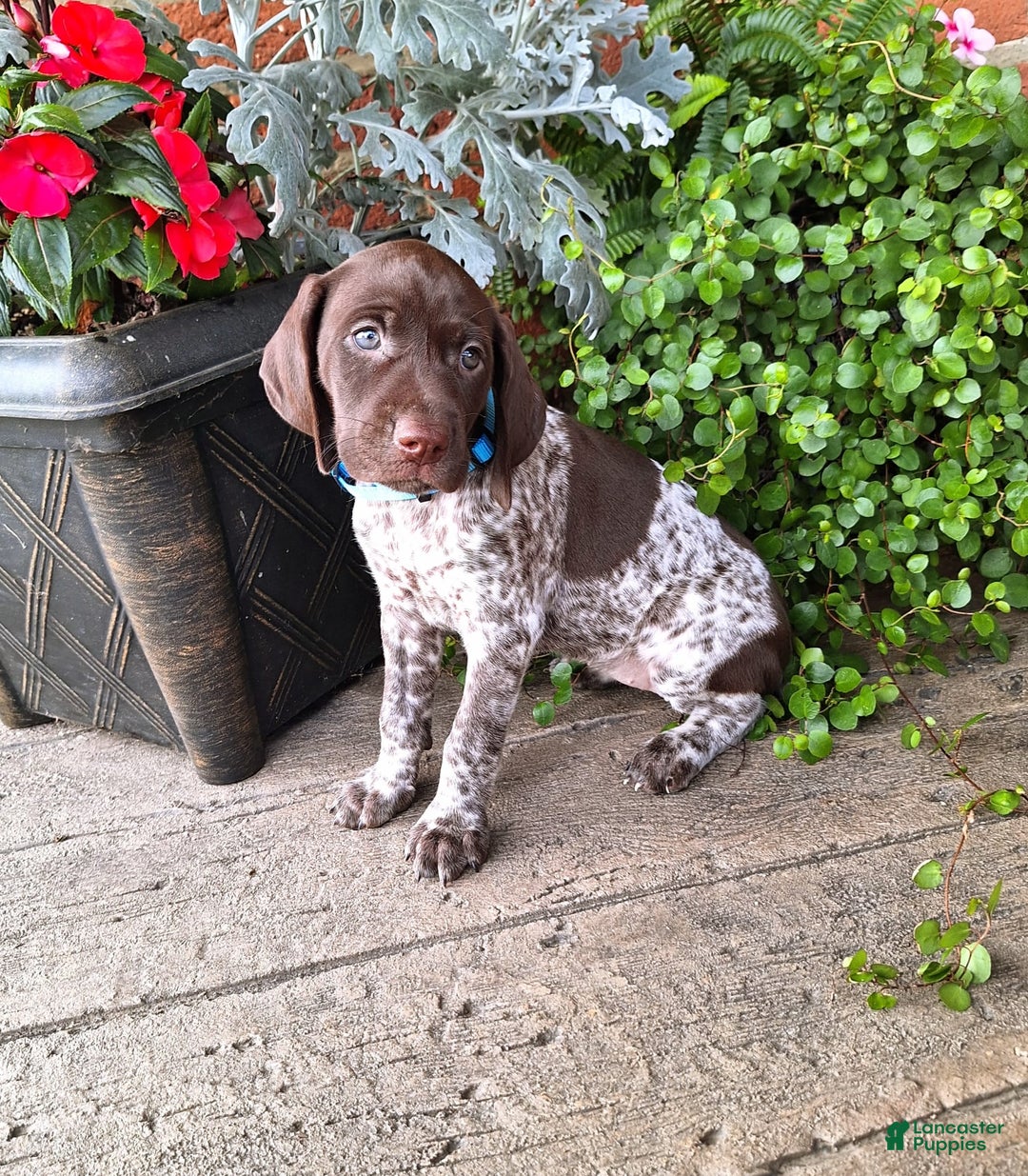 German Shorthaired Pointer dogs for sale: Oakley - Image 2
