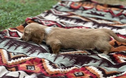 Miniature Dachshund dogs for sale: Sugar - Image 5