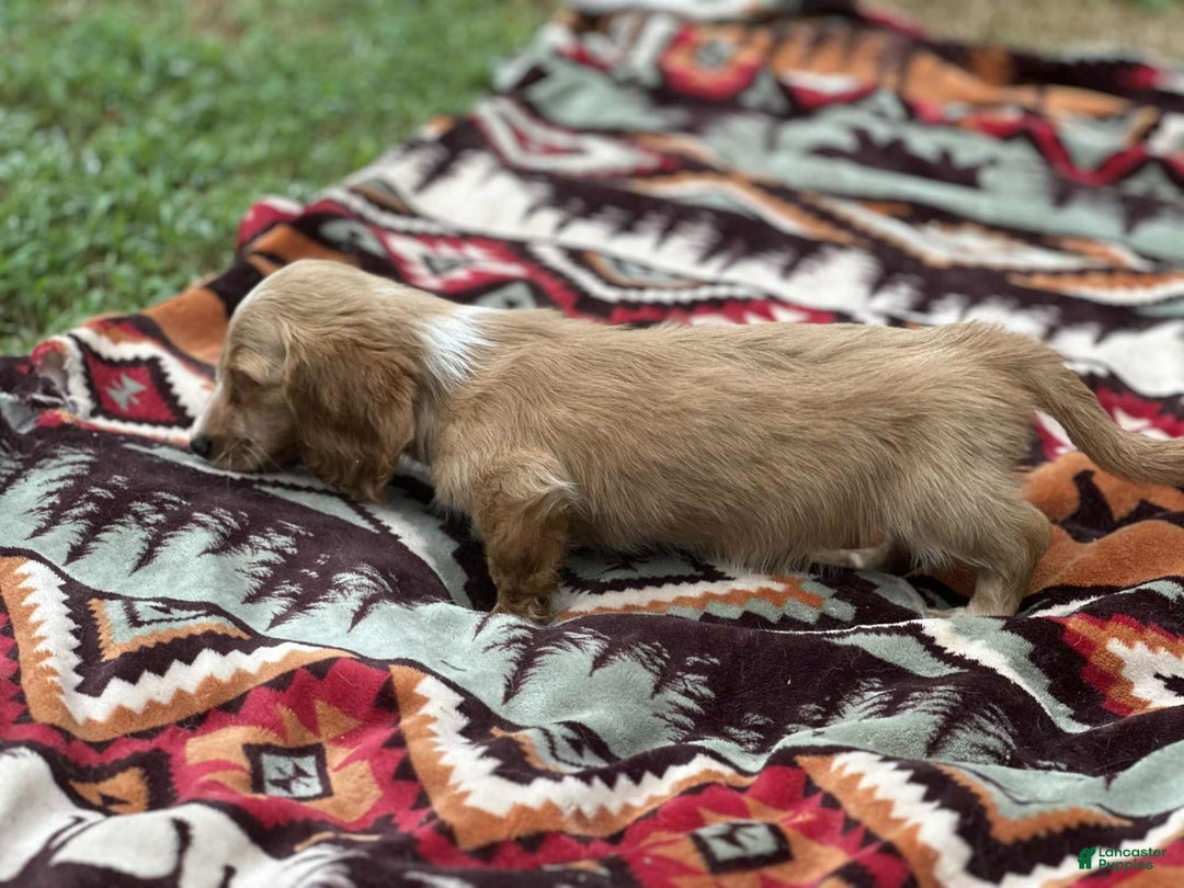 Miniature Dachshund dogs for sale: Sugar - Image 5