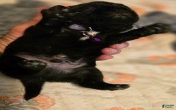 Pug dogs for sale: David Lee - Image 9