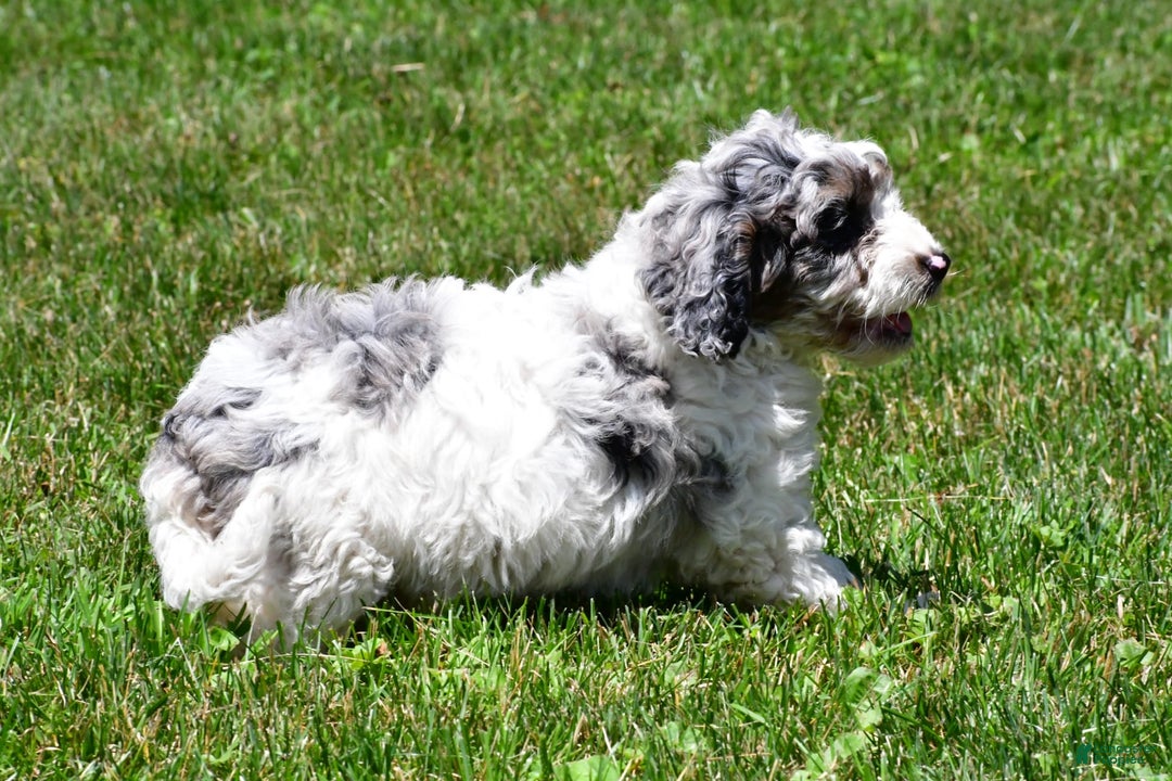 Cockapoo dogs for sale: Caden - Image 7