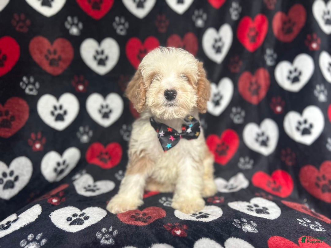 Cockapoo dogs for sale: Rowdy - Image 6
