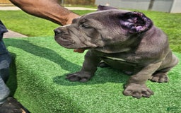 Cane Corso dogs for sale: Dream - Image 2