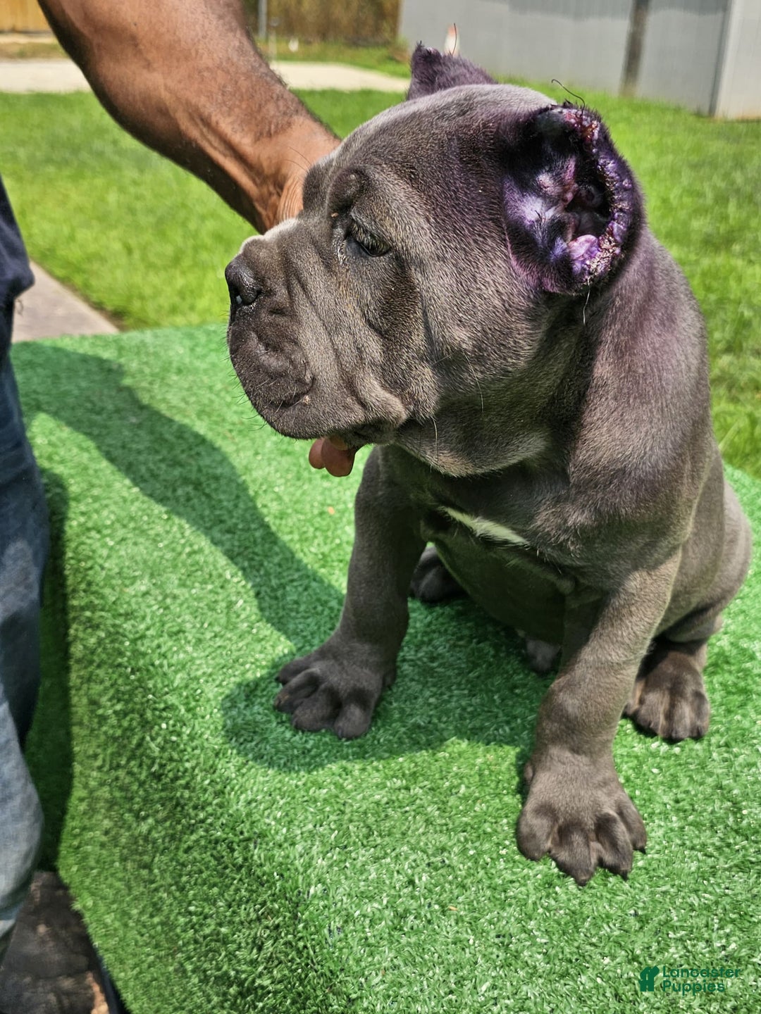 Cane Corso dogs for sale: Dream - Image 2