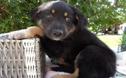 German Shepherd dogs for sale: Mickilah - Image 2