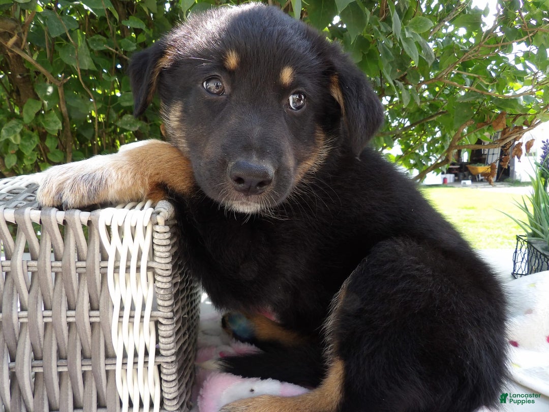 German Shepherd dogs for sale: Mickilah - Image 2