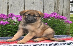 German Shepherd dogs for sale: Jazz - Image 4