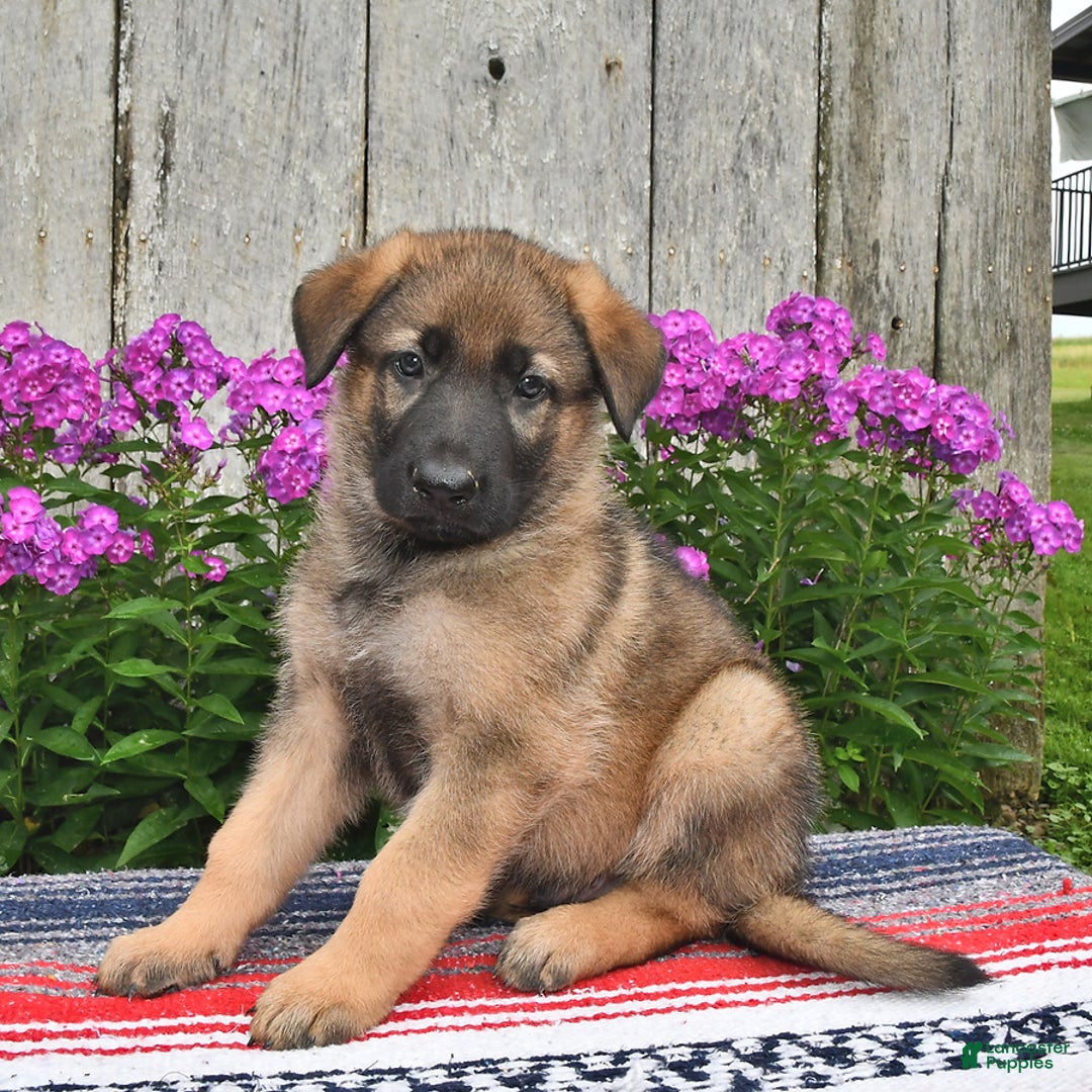 German Shepherd dogs for sale: Jazz - Image 4
