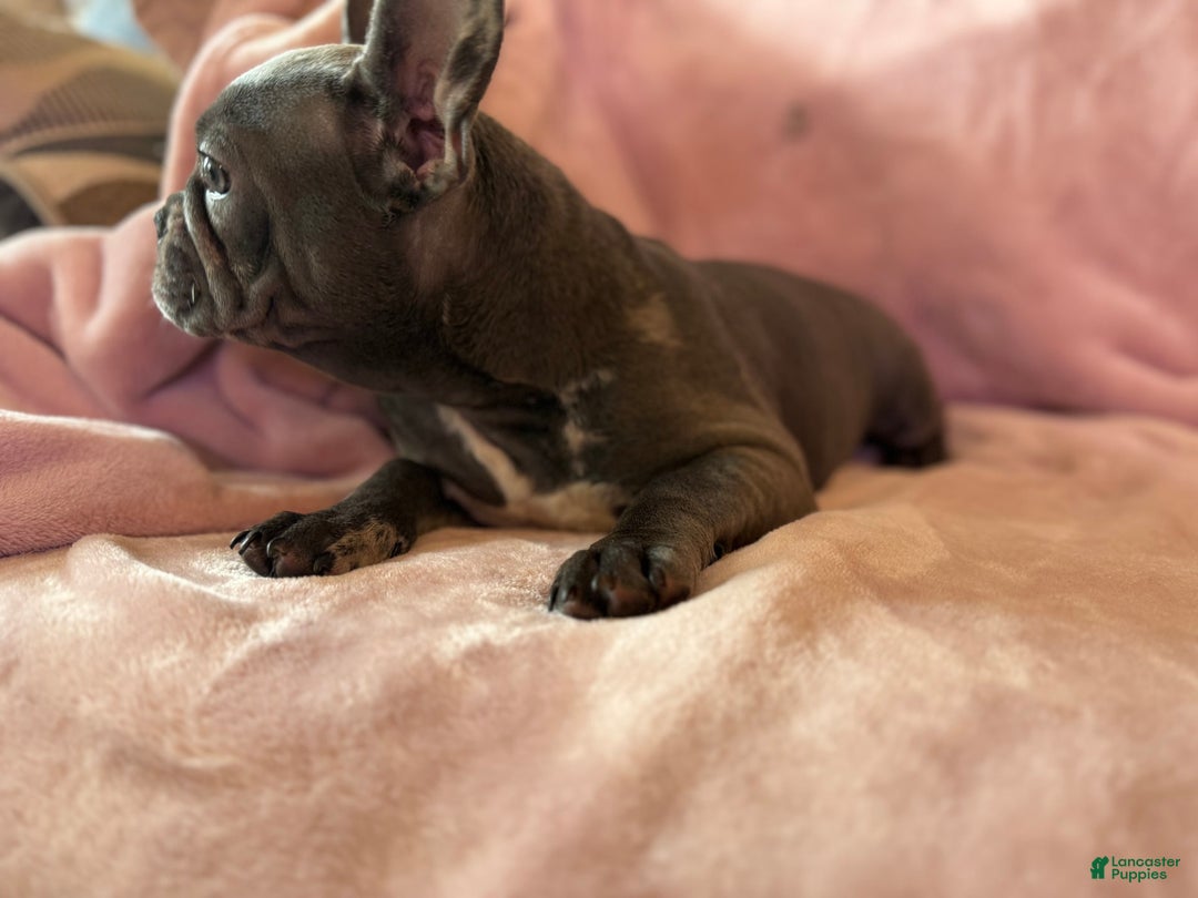French Bulldog dogs for sale: Thor - Image 2