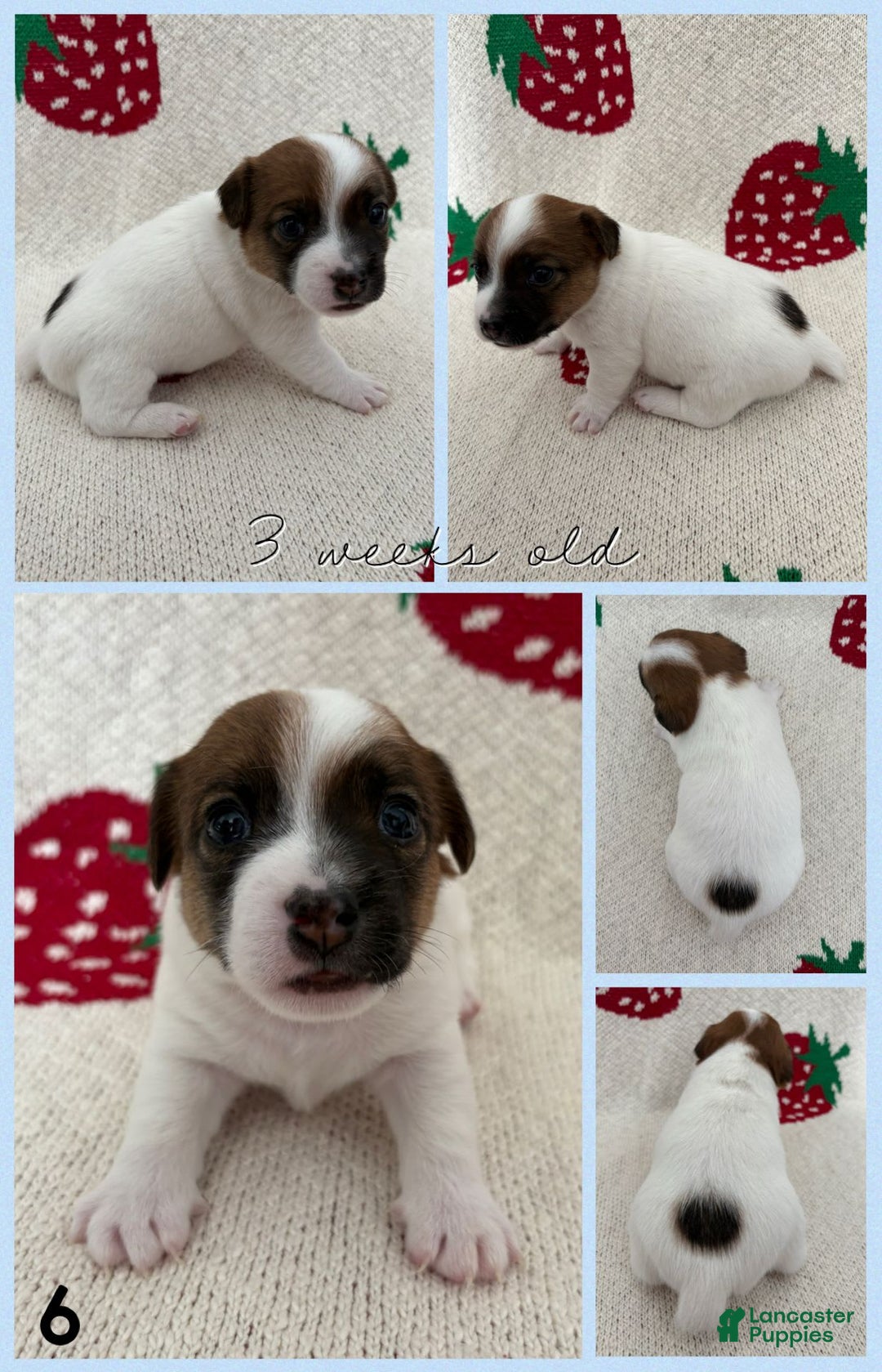 Jack Russell Terrier dogs for sale: Badger - Image 4