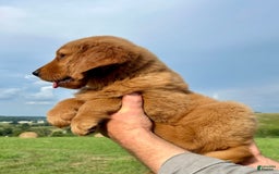 Golden Retriever dogs for sale: Clifford - Image 5