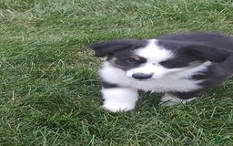 Miniature Australian Shepherd dogs for sale: Forest - Image 7